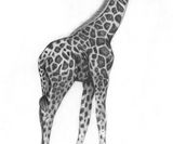 Giraffe Bleistift